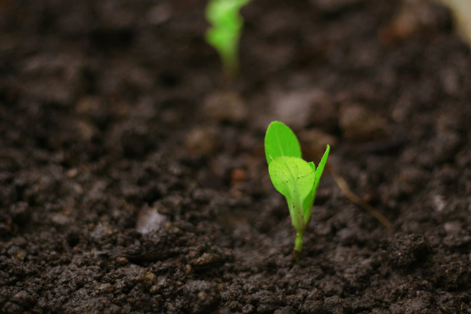 Everything Big Starts Little